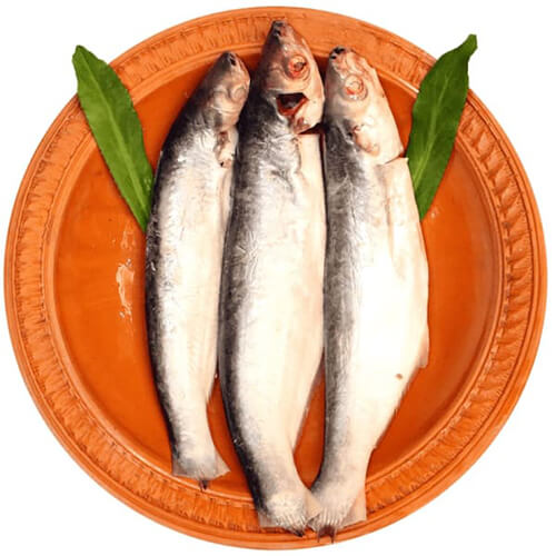 Bacha Fish