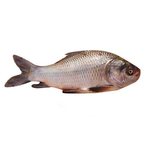 Untitled 3 1 Whole Katal Fish