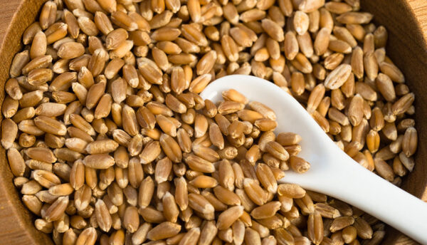 hardwheat Hard Wheat